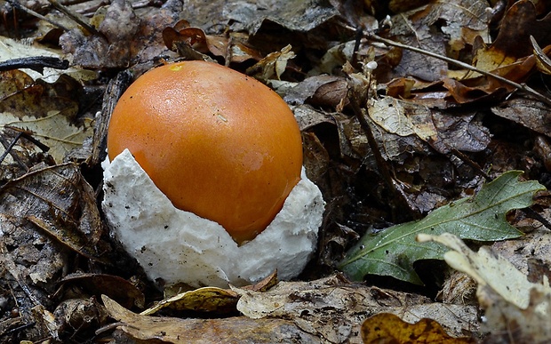 muchotrávka cisárska Amanita caesarea (Scop.) Pers.