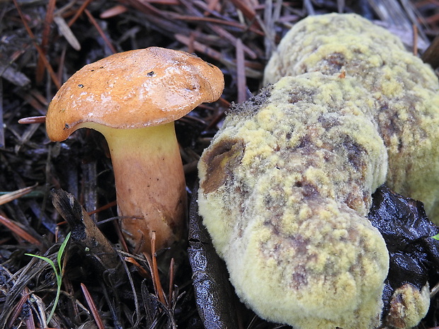 žltavec drevový Buchwaldoboletus lignicola (Kallenb.) Pilát