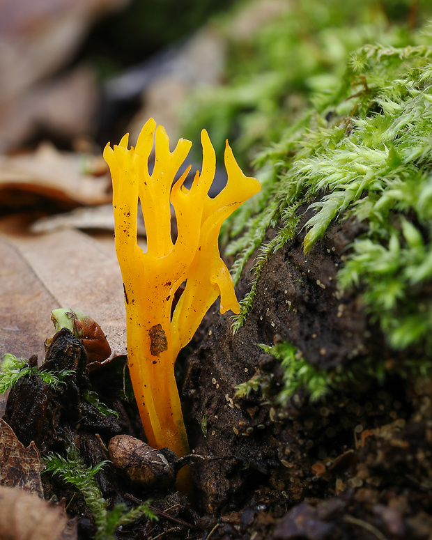 parôžkovec lepkavý Calocera viscosa (Pers.) Fr.