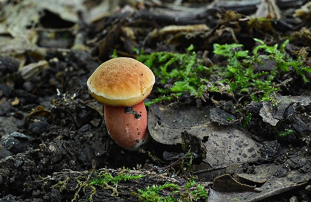 rubínovec obyčajný Chalciporus rubinus (W.G. Sm.) Singer