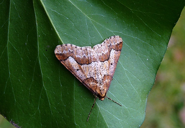 piadivka zimná Erannis defoliaria