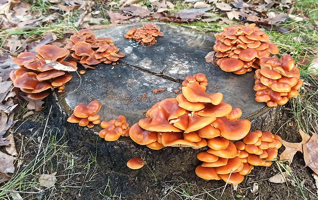 plamienka Flammulina sp.