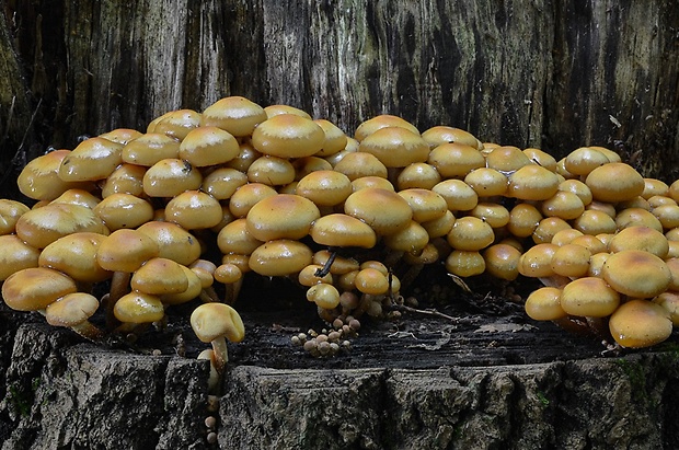 šupinačka menlivá Kuehneromyces mutabilis (Schaeff.) Singer & A.H. Sm.