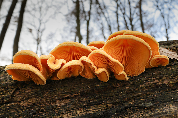 hlivník hniezdovitý Phyllotopsis nidulans (Pers.) Singer