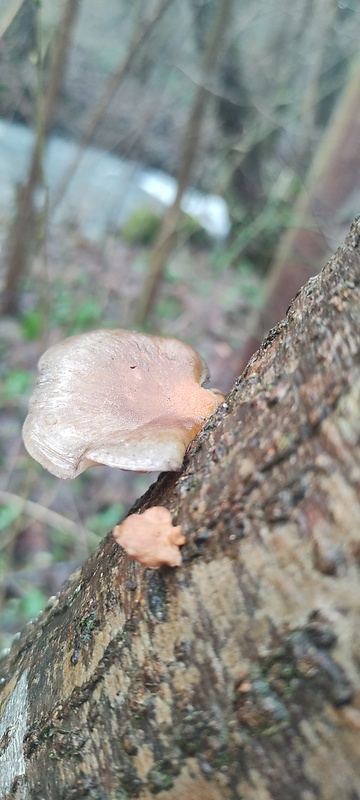 pňovka neskorá Sarcomyxa serotina (Pers.) P. Karst.