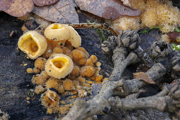 pevník Stereum sp.