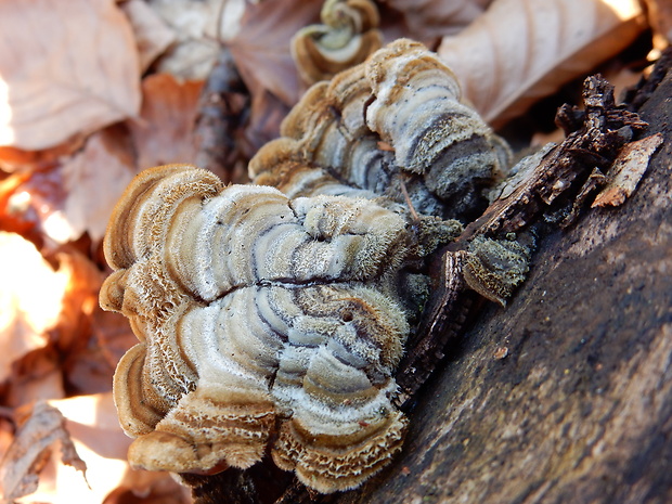 uchovka pásikavá Auricularia mesenterica (Dicks.) Pers.