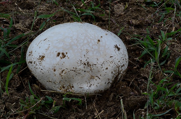 rozpadavec krehký Calvatia cyathiformis (Bosc) Morgan