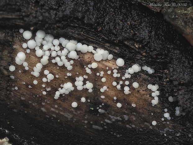 čiašenka sp. Calycina sp.