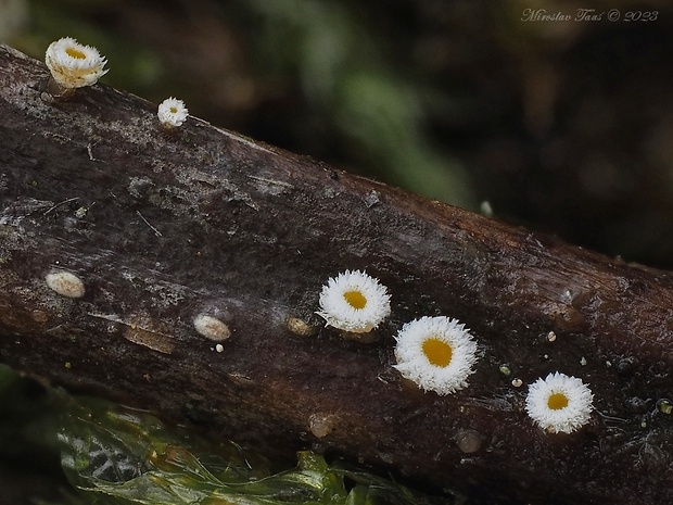 lachnetka Capitotricha sp.