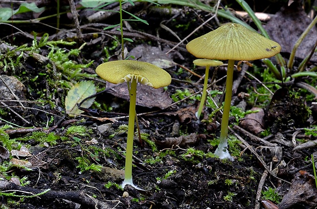 hodvábnica zelenohlúbiková Entoloma incanum (Fr.) Hesler