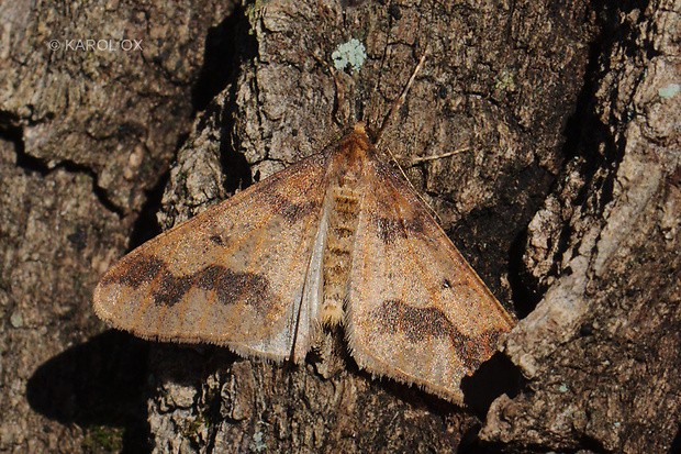 piadivka zimná Erannis defoliaria