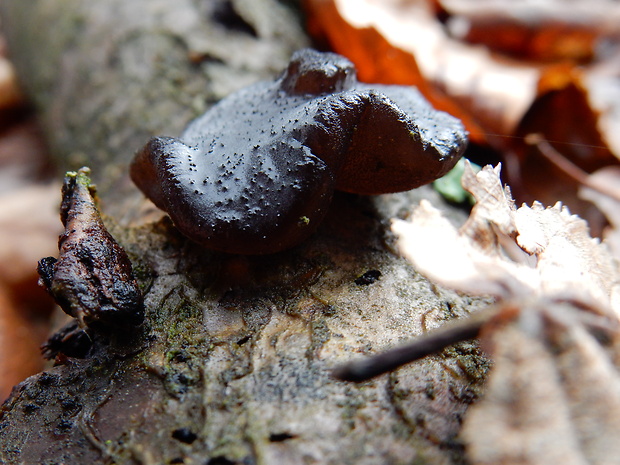 tmavorôsolovec mušľovitý Exidia truncata Fr.