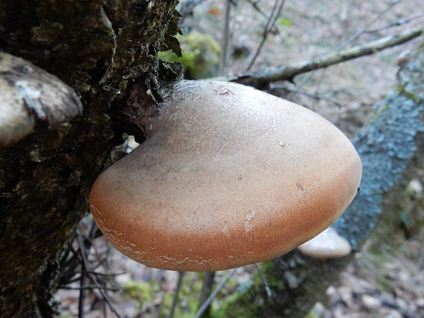 brezovník obyčajný Fomitopsis betulina (Bull.) B.K. Cui, M.L. Han & Y.C. Dai