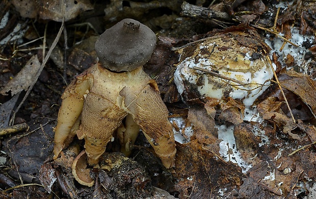 hviezdovka klenbová Geastrum fornicatum (Huds.) Hook.