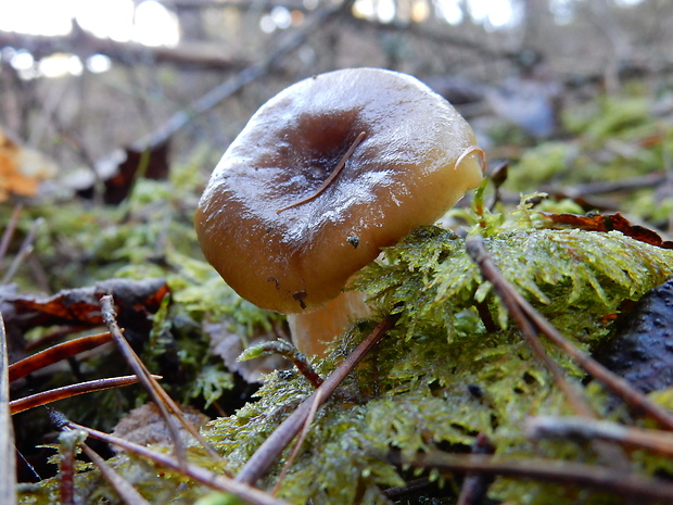 šťavnačka mrazová Hygrophorus hypothejus (Fr.) Fr.