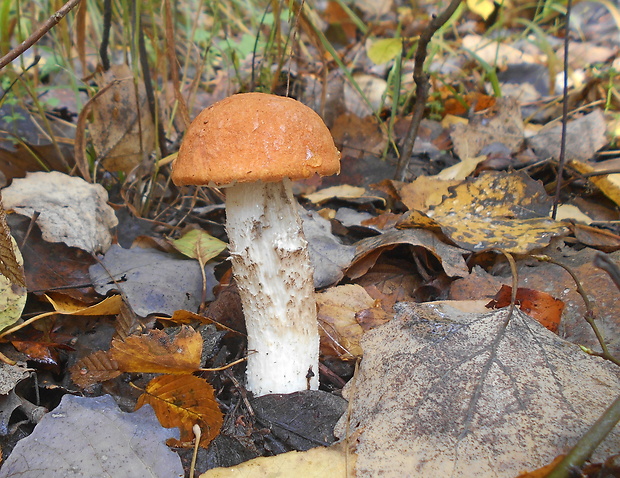 kozák osikový Leccinum albostipitatum den Bakker & Noordel.