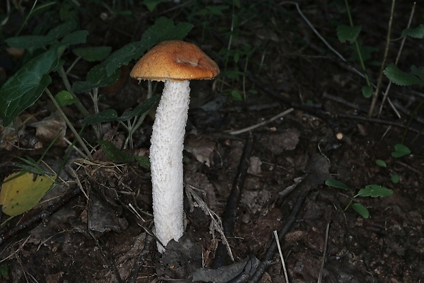 kozák osikový Leccinum albostipitatum den Bakker & Noordel.