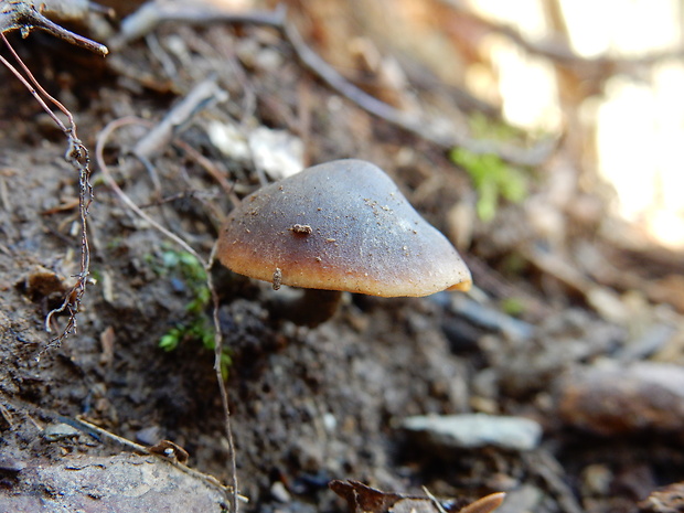 smeťovček uhorkový Macrocystidia cucumis (Pers.) Joss.