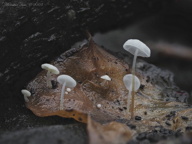 tanečnica brečtanová Marasmius epiphylloides (Rea) Sacc. & Trotter