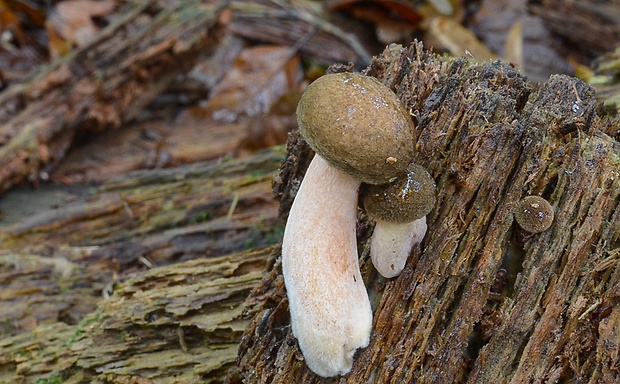 čechračka podvinutá Paxillus involutus (Batsch) Fr.