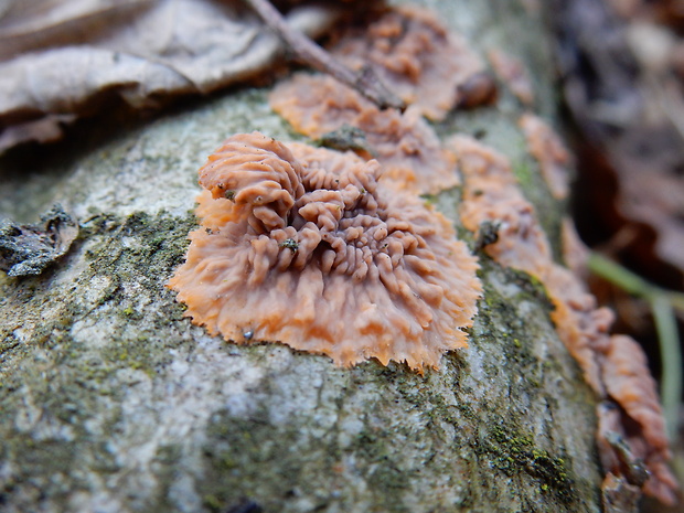 žilnačka oranžová Phlebia radiata Fr.