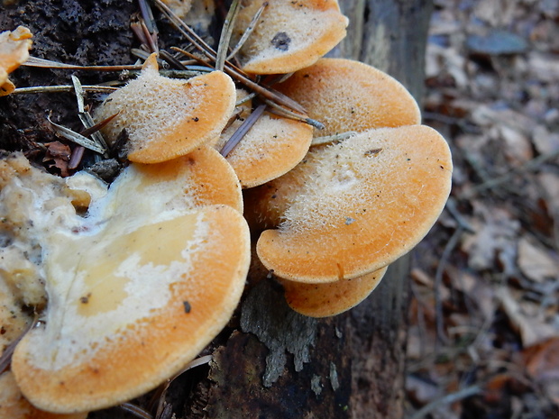 hlivník hniezdovitý Phyllotopsis nidulans (Pers.) Singer