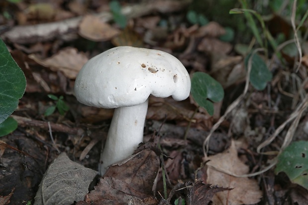 čírovka Tricholoma stiparophyllum (S. Lundell) P. Karst.