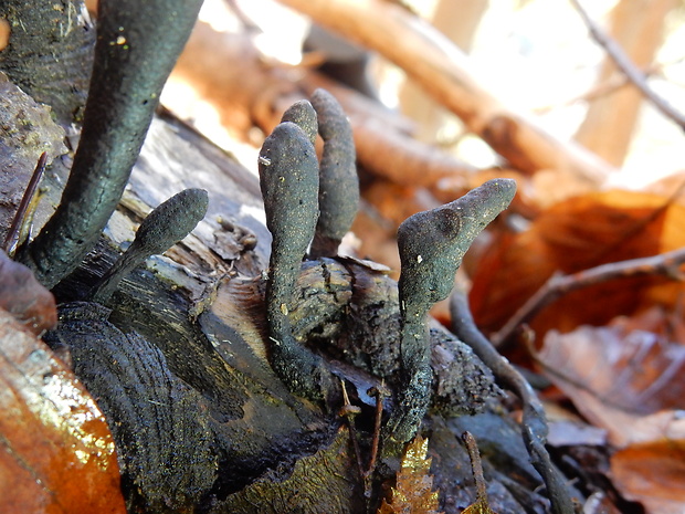 drevnatec Xylaria sp.