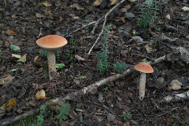 kozák dubový  Leccinum aurantiacum (Bull.) Gray