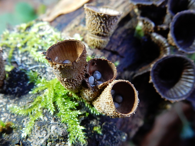 čiaškovec pásikavý Cyathus striatus (Huds.) Willd.