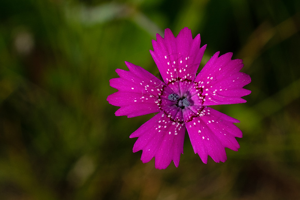 klinček slzičkový Dianthus deltoides L.