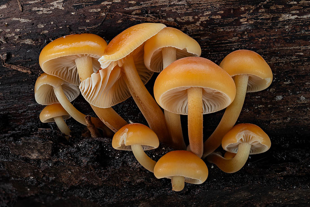 plamienka Flammulina sp.