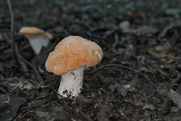 jelenka poprehýbaná Hydnum repandum L.