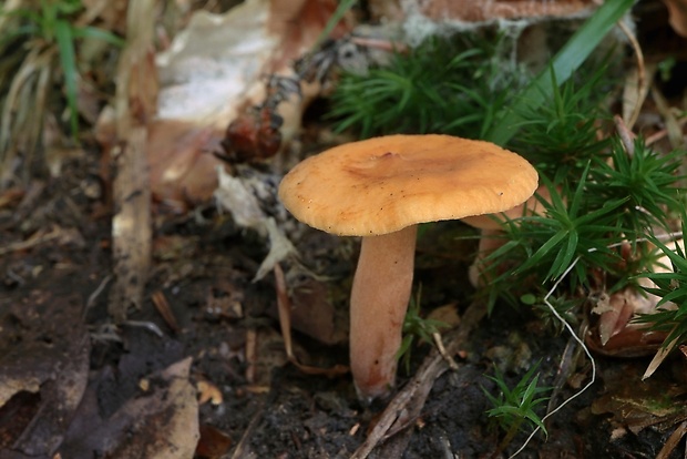 rýdzik Lactarius sp.