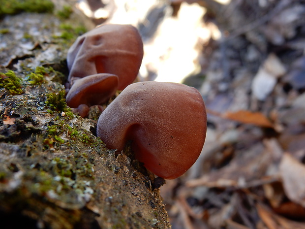 uchovec bazový Auricularia auricula-judae (Bull.) Quél.