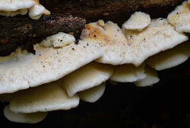 zubček teplomilný Climacodon pulcherrimus (Berk. & M.A. Curtis) Nikol.