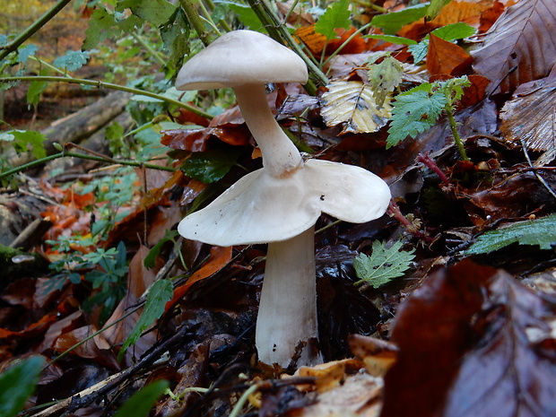 strmuľka inovaťová Clitocybe nebularis (Batsch) P. Kumm.