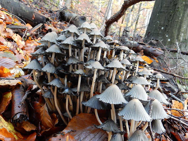 hnojník Coprinellus sp.