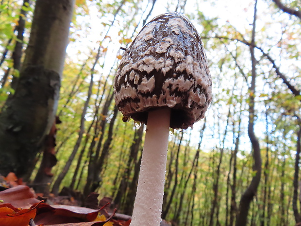 hnojník strakatý Coprinopsis picacea (Bull.) Redhead, Vilgalys & Moncalvo