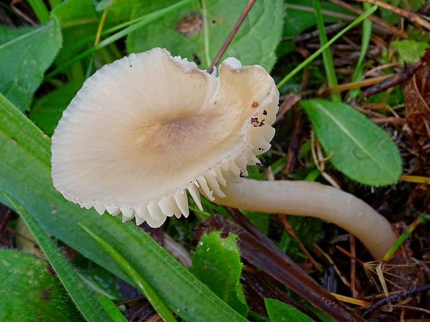 lúčnica výstredná Cuphophyllus fornicatus (Fr.) Lodge, Padamsee & Vizzini