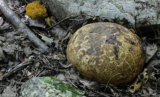 hviezdovka vlasatá Geastrum melanocephalum (Czern.) V.J. Staněk