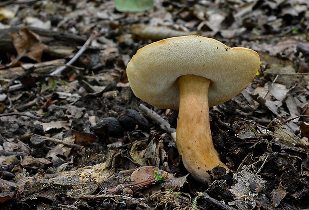 hríbnik gaštanovohnedý Gyroporus castaneus (Bull.) Quél.