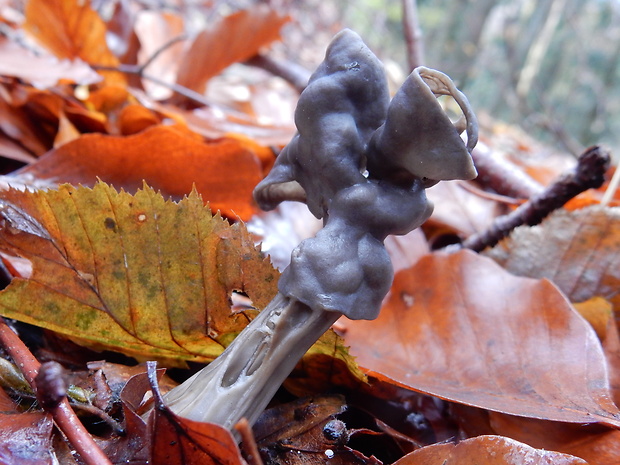 chriapač jamkatý Helvella lacunosa Afzel.