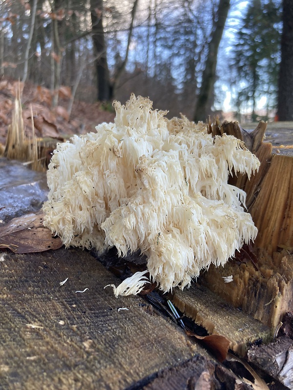 koralovec bukový Hericium coralloides (Scop.) Pers.