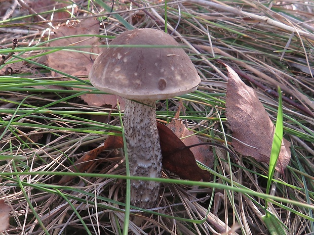 kozák sivohnedý Leccinum cyaneobasileucum Lannoy & Estadès