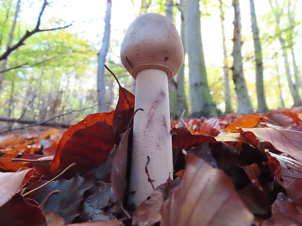 bedľa vysoká Macrolepiota procera (Scop.) Singer