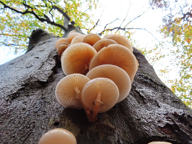 sliznačka obyčajná Mucidula mucida (Schrad.) Pat.