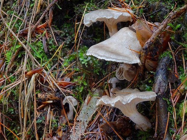 strmuľka Musumecia cf. vermicularis