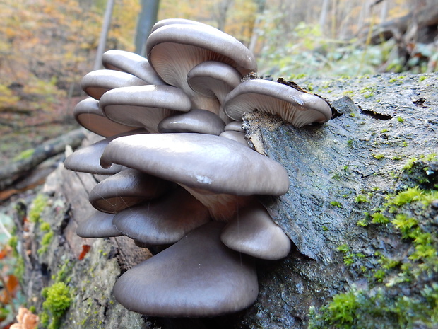 hliva ustricovitá Pleurotus ostreatus (Jacq.) P. Kumm.